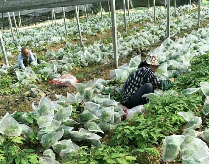 網 袋